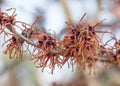 Japanese witch-hazel, Hamamelis japonica var. flavo-purpurascens, close-up flowers Royalty Free Stock Photo